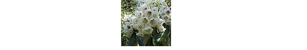 Peninsula Open Gardens